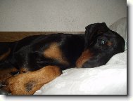 Dobermann, Doberman
