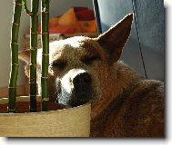 Australian Cattledog