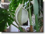 Monstera