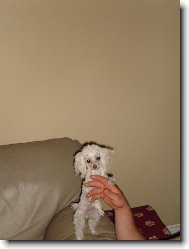 Toy Poodle