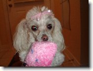 Toy Poodle