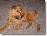 Irish Terrier