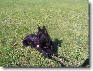Picardy sheepdog \(Dog standard\)