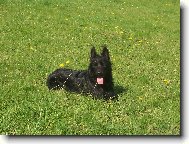 Picardy sheepdog \(Dog standard\)
