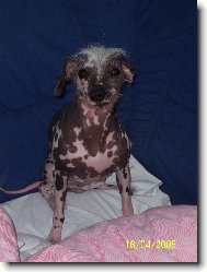 Chinese Crested Dog