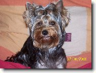 Jorkšírský terier, Yorkshire Terrier,