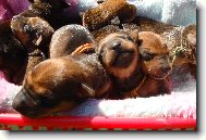 German Pinscher