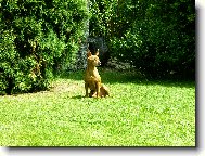 Zwergpinscher