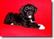 Cao de agua Portugus, Portuguese Water Dog