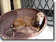 English Cocker Spaniel