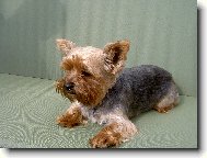 Jorkšírský terier, Yorkshire Terrier,