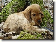 English Cocker Spaniel