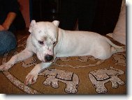 American Pit Bull Terrier