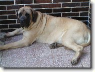 English Mastiff