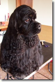 American Cocker Spaniel