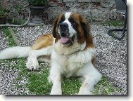 Saint Bernard \\\\\(Dog standard\\\\\)