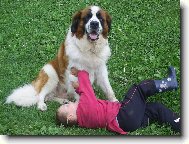 Saint Bernard \(Dog standard\)