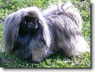 Pekingese, Pekinese, Peking Palasthound