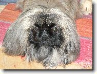 Pekingese, Pekinese, Peking Palasthound