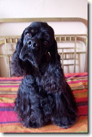 American Cocker Spaniel