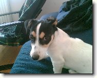 Jack Russell Terrier