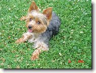 Jorkšírský terier, Yorkshire Terrier,