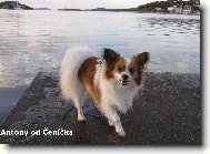Papillon
