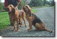 Chien de Saint-Hubert