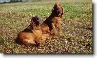 Chien de Saint-Hubert