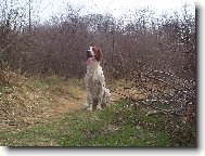 Irish Red and White Setter