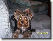 Jorkšírský terier, Yorkshire Terrier,
