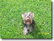 Jorkšírský terier, Yorkshire Terrier,
