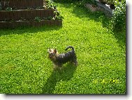 Jorkšírský terier, Yorkshire Terrier,