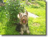 Jorkšírský terier, Yorkshire Terrier,