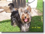 Jorkšírský terier, Yorkshire Terrier,