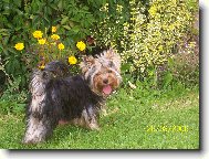 Jorkšírský terier, Yorkshire Terrier,