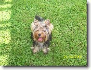 Jorkšírský terier, Yorkshire Terrier,