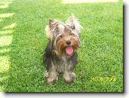 Jorkšírský terier, Yorkshire Terrier,
