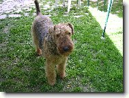 Airedale terrier \(Dog standard\)