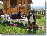 Grosser Schweizer Sennenhund