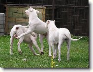 Dogo Argentino