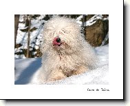 Coton de Tulear