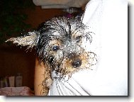 Jorkšírský terier, Yorkshire Terrier,