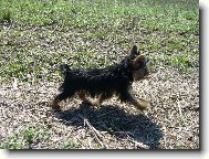 Jorkšírský terier, Yorkshire Terrier,
