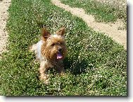 Jorkšírský terier, Yorkshire Terrier,