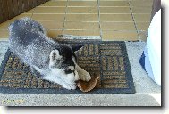 Siberian Husky