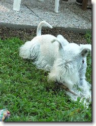 Zwergschnauzer, Miniature Schnauzer