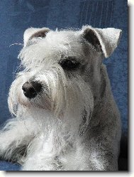Zwergschnauzer, Miniature Schnauzer