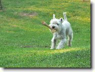 Zwergschnauzer, Miniature Schnauzer