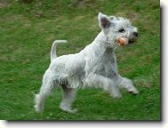 Zwergschnauzer, Miniature Schnauzer
